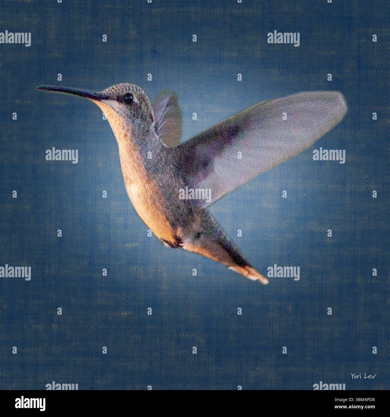 Hummingbird a Santa Fe, New Mexico Foto Stock
