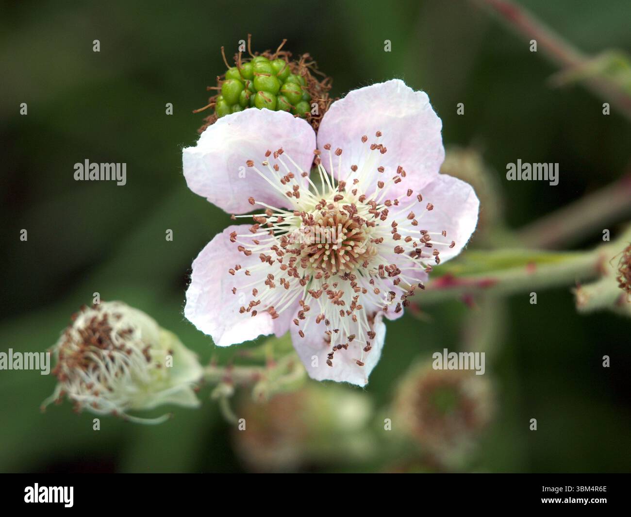 Primo piano isolato della fioritura e delle pistole di un mora di foglie di mandorla (rubus ulmifolius) o mora senza spine, primo piano isolato della fioritura e. Foto Stock
