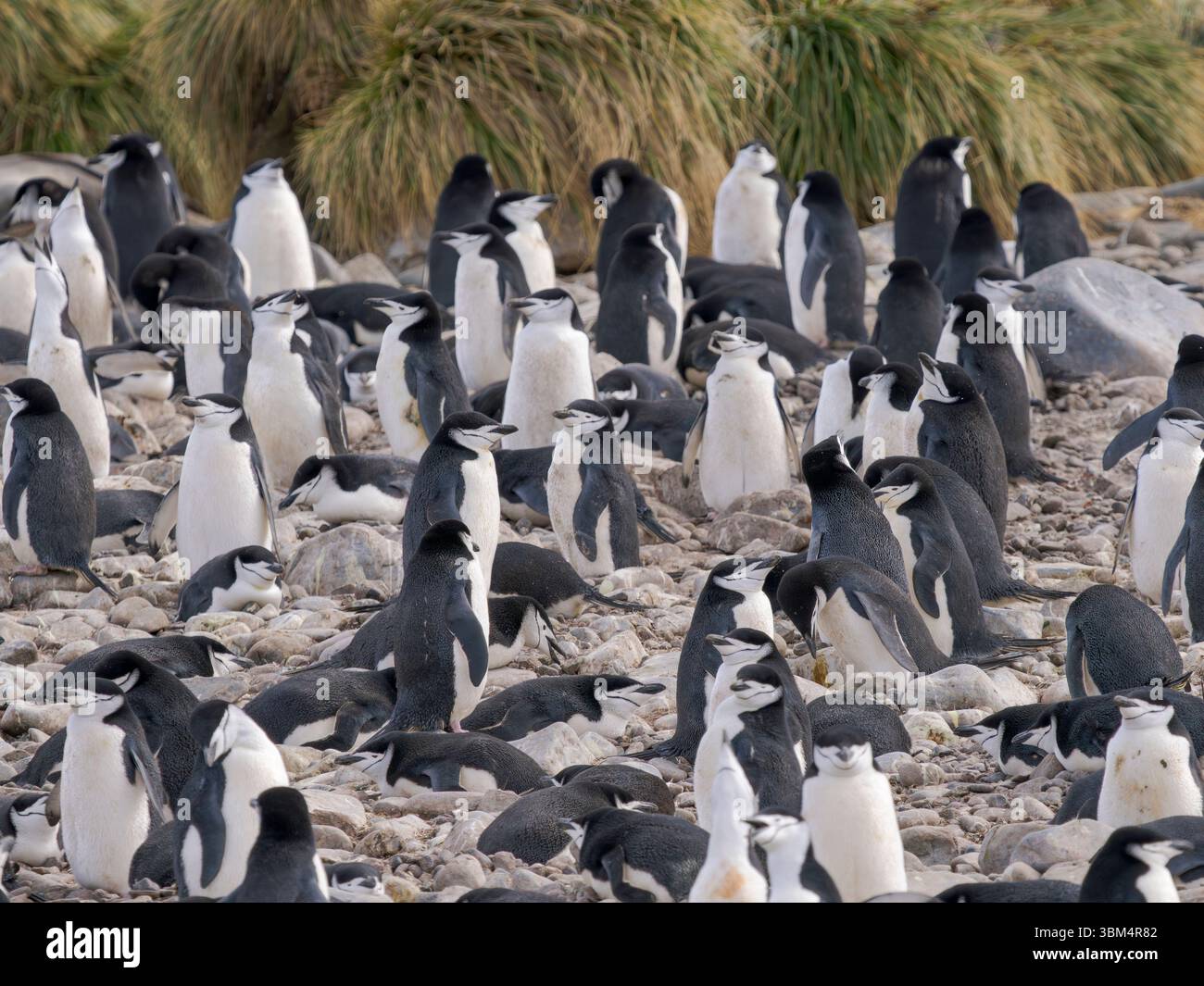 Colonia di pinguini Chinstrap a Cooper Bay. Antartide, Georgia del Sud, Cooper Bay. Foto Stock