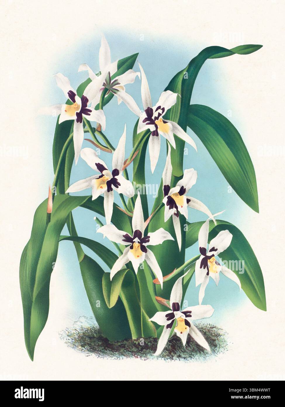 Illustrazione del fiore dell'orchidea. Splendida orchidea tropicale disegnata in colori luminosi. Perfetto per decorazioni botaniche, stampe o progetti creativi. Foto Stock