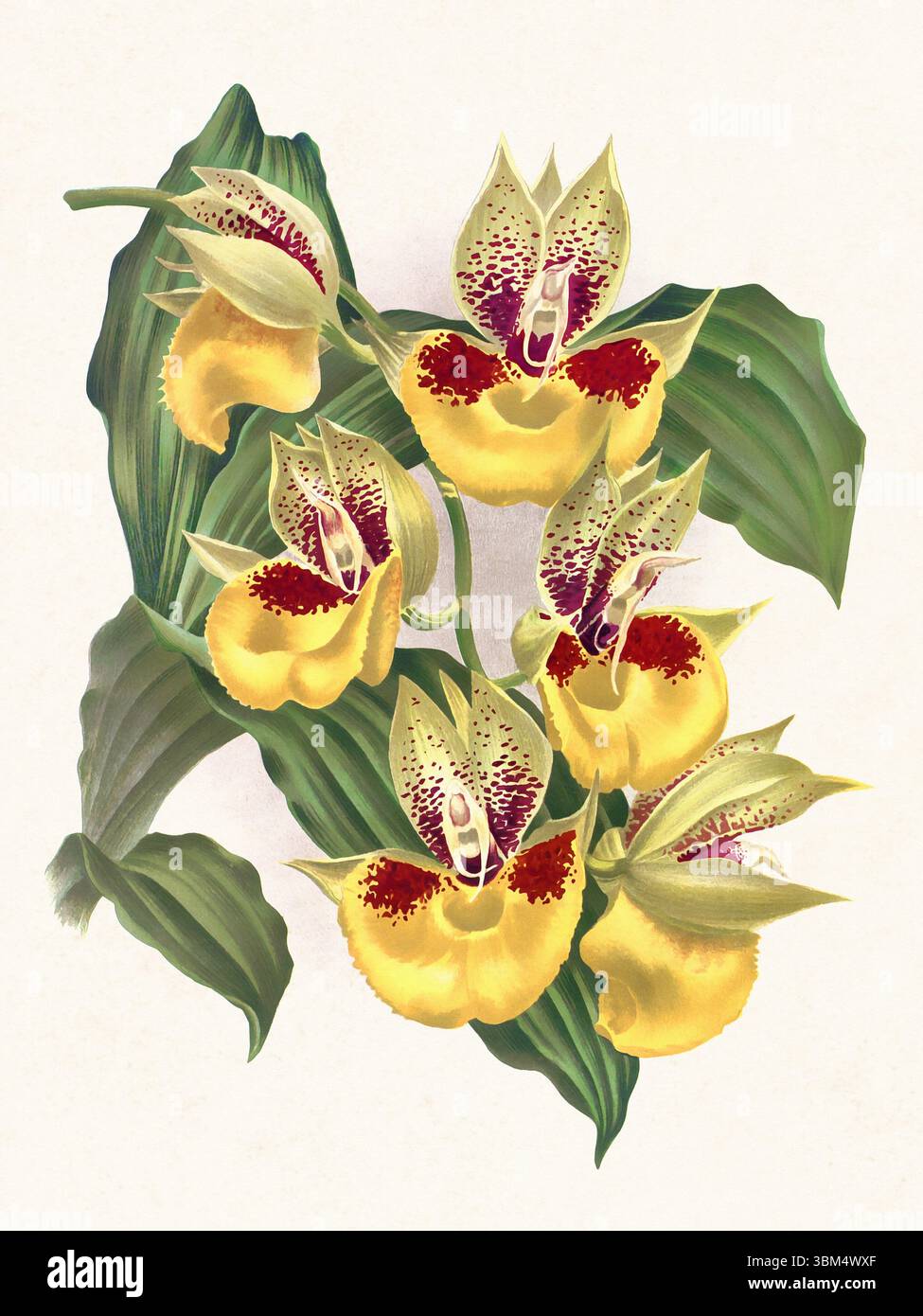 Illustrazione del fiore dell'orchidea. Splendida orchidea tropicale disegnata in colori luminosi. Perfetto per decorazioni botaniche, stampe o progetti creativi. Foto Stock