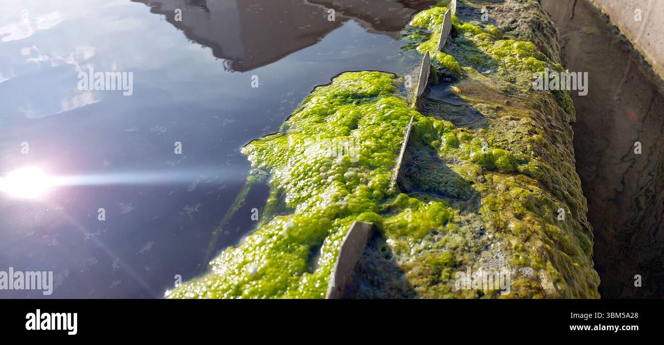 Le alghe verdi brillanti coprono la superficie di un impianto di depurazione dell'acqua, mostrando il processo naturale di crescita delle alghe in un ambiente tranquillo riflesso Foto Stock