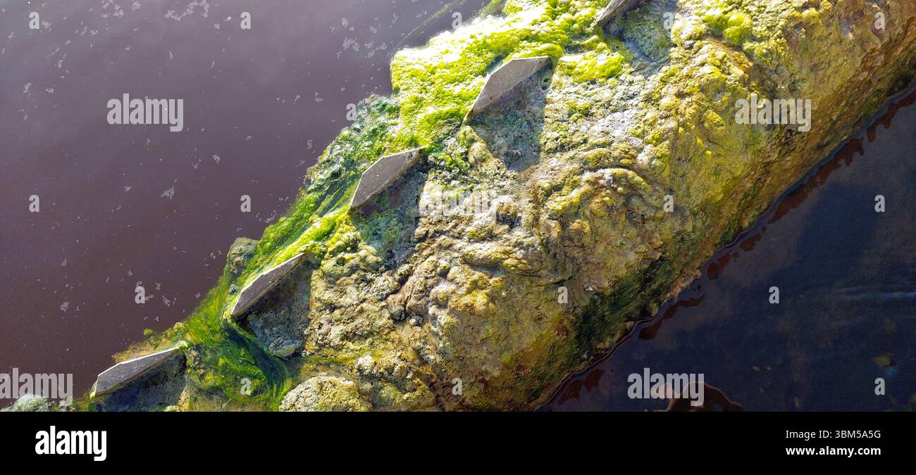 Le alghe verdi coprono la superficie di un sistema di purificazione dell'acqua, evidenziando l'interazione tra processi naturali e soluzioni ingegneristiche per cle Foto Stock