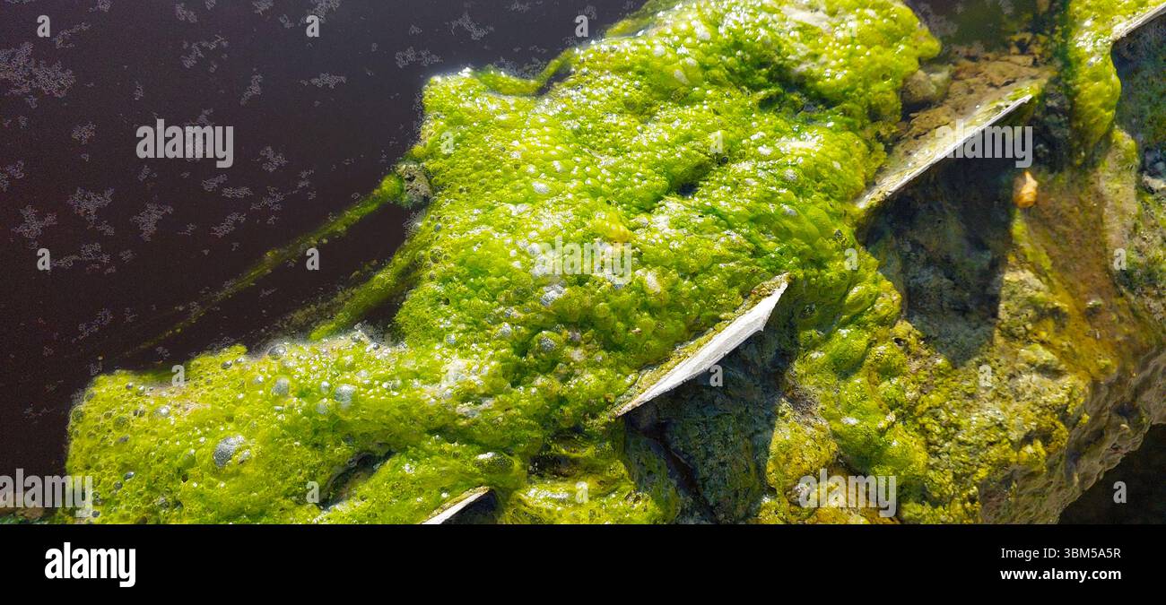 Le alghe verdi crescono abbondantemente su una superficie all'interno di un'area di depurazione dell'acqua, dimostrando il potenziale di filtrazione naturale e di equilibrio dell'ecosistema. Foto Stock