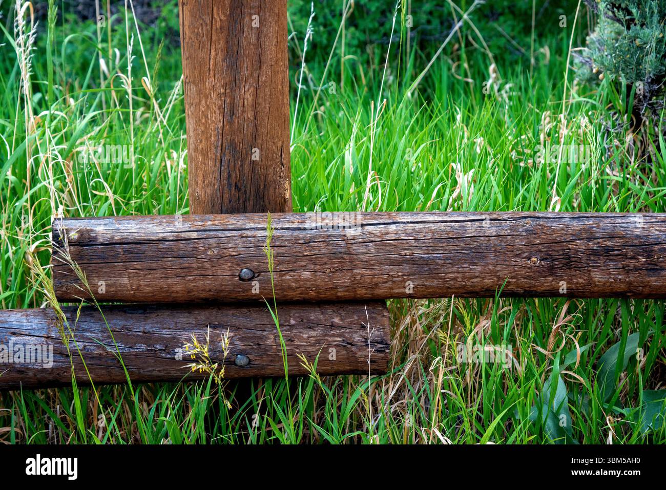 Una tipica recinzione in legno protegge le erbe autoctone da essere calpestate dai turisti al Black Canyon del Gunnison National Park, Colorado. Foto Stock