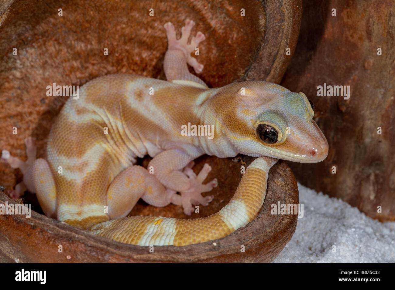 Geco di velluto australiano. Foto Stock