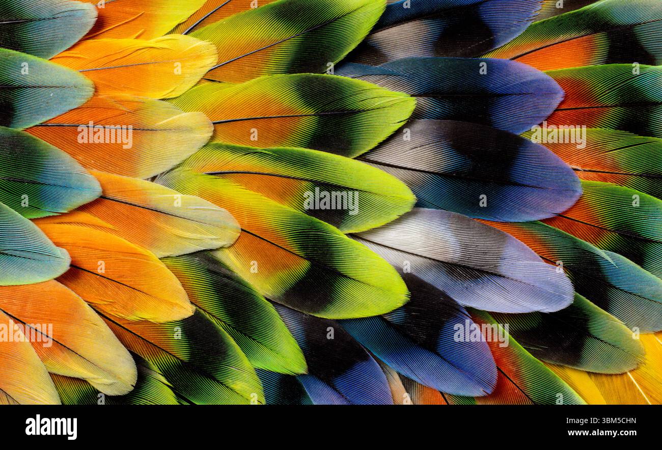 Design in piuma d'oca con coda di uccello Foto Stock