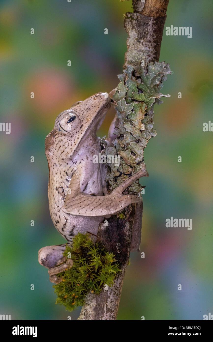 Stati Uniti, Stato di Washington, Sammamish. Rana con orecchie del Borneo Foto Stock