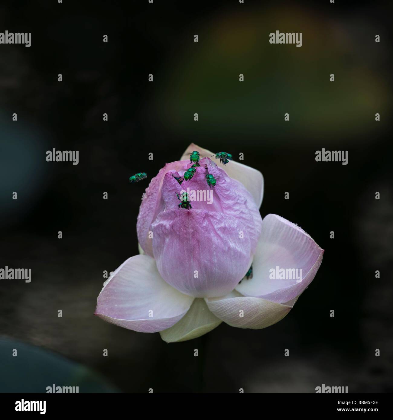 Un fiore di loto, che inizia ad aprirsi, attrae l'ape di orchidee verde metallizzata, un esotico dell'America centrale ora naturalizzato in Florida, USA Foto Stock