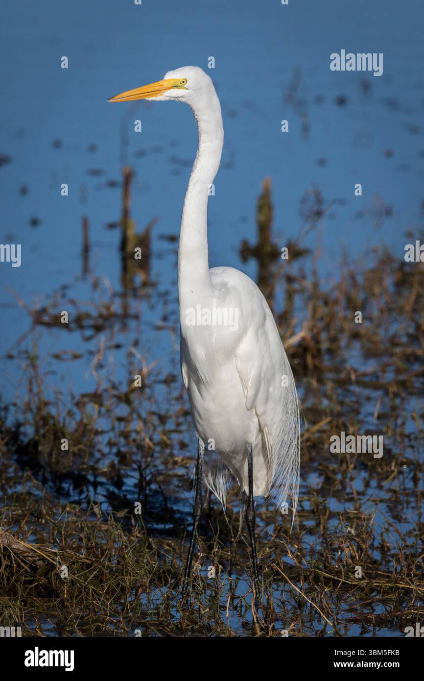 Una grande egretta si erge in una splendida posa contrastando il suo cappotto di piume bianco con un ambiente più scuro. Foto Stock