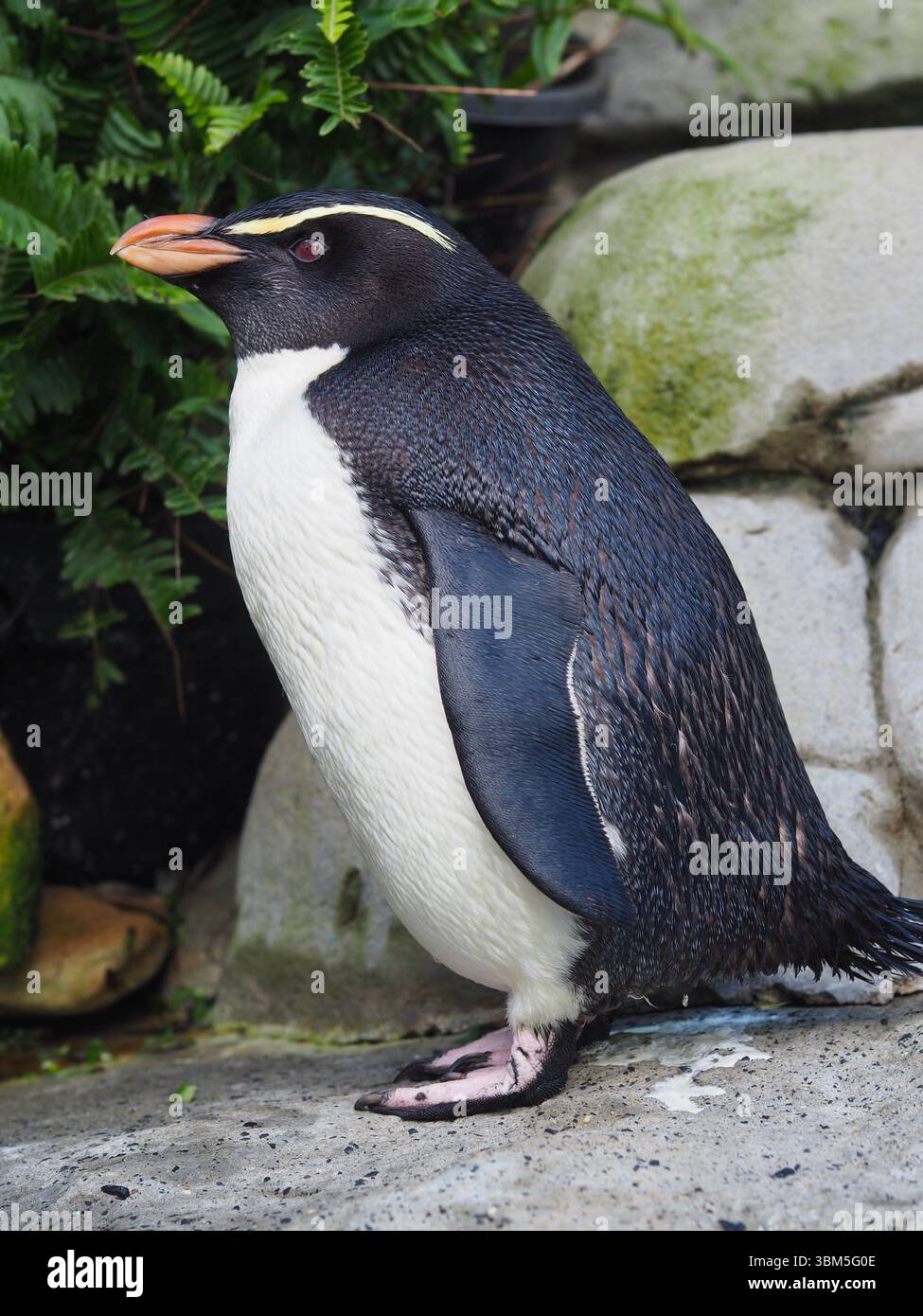 Incredibile affascinante Pinguino di Fiordland in una bellezza sorprendente. Foto Stock