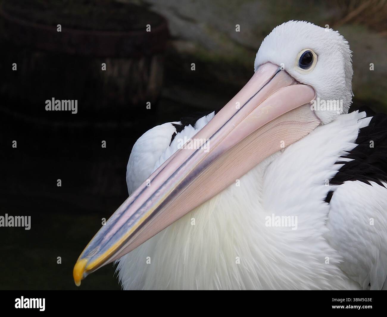 Magnifico pelicano australiano di bellezza naturale. Foto Stock