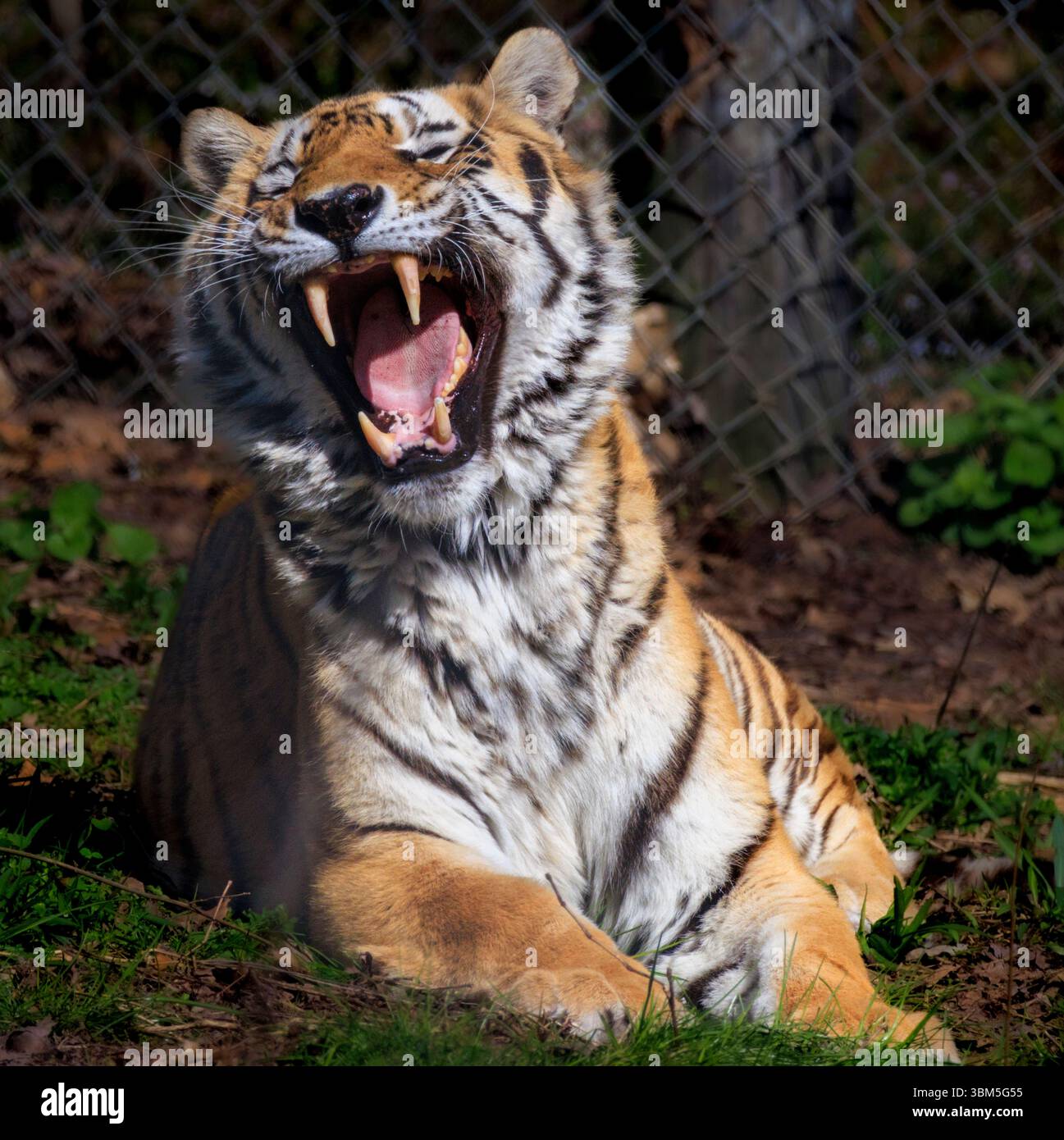 USA, Indiana, Center Point. Primo piano dello sbadiglio della tigre. Foto Stock