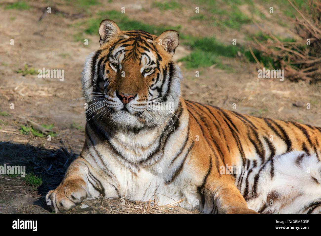 USA, Indiana, Center Point. Primo piano della tigre. Foto Stock