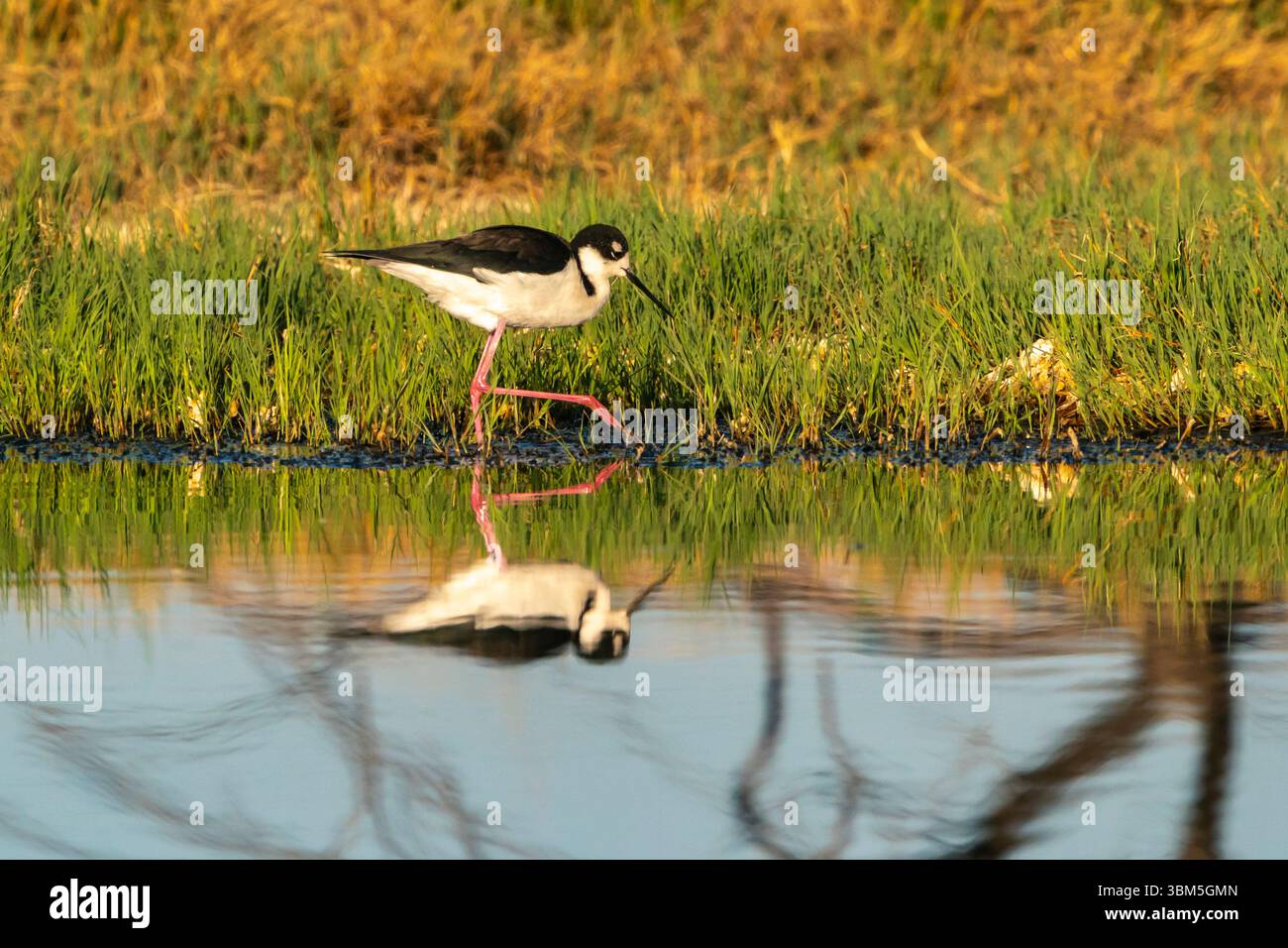 Stati Uniti, New Mexico. Palafitte dal collo nero in erba accanto all'acqua. Foto Stock