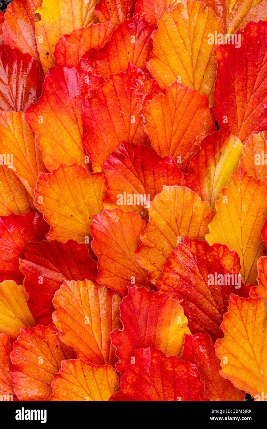 Stati Uniti, Stato di Washington, Sammamish. Colore autunnale con motivo a foglie cadute color amaro. Foto Stock