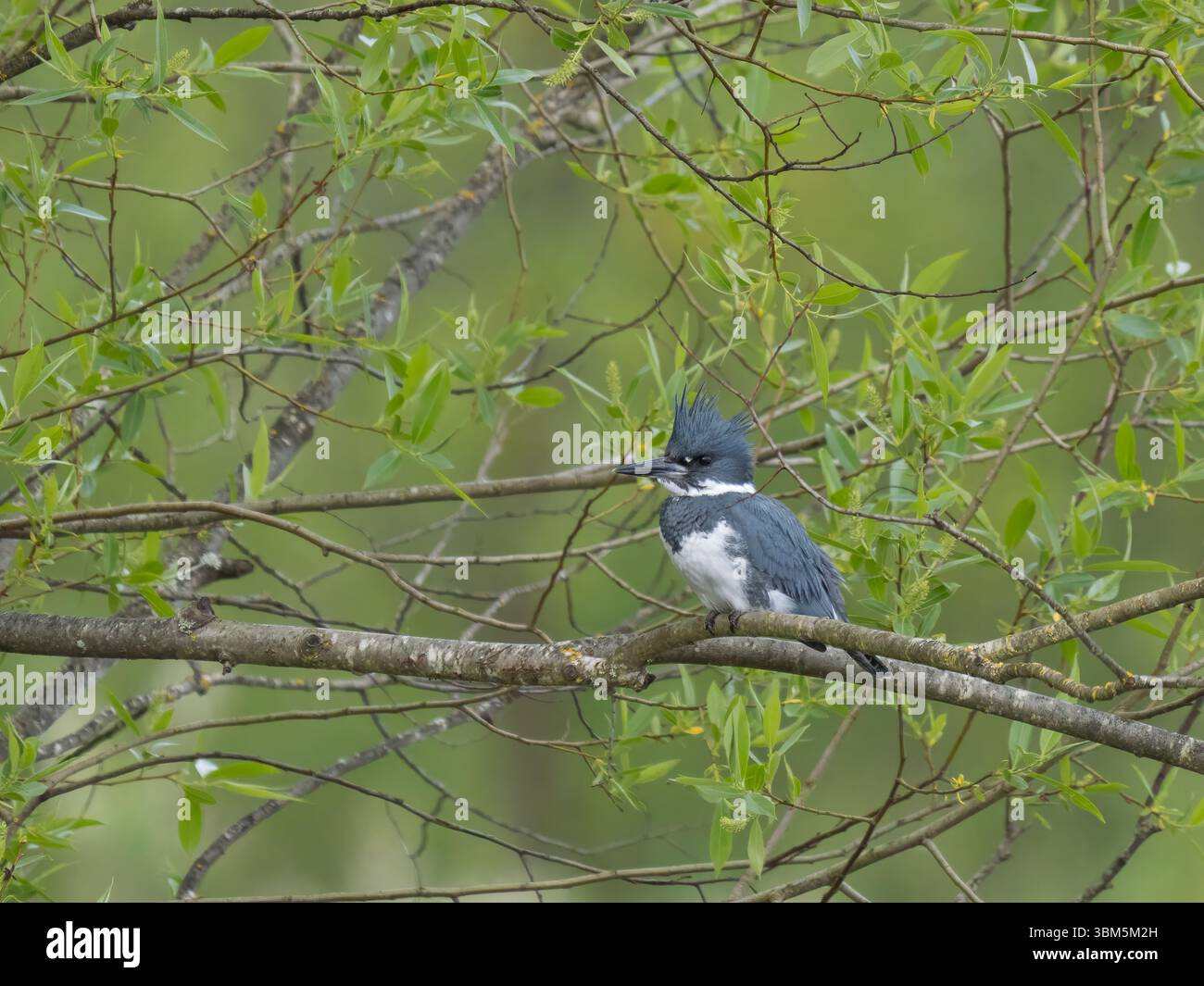 Stato di Washington, Juanita Bay Park. kingfisher con cintura a riposo sull'arto dell'albero Foto Stock