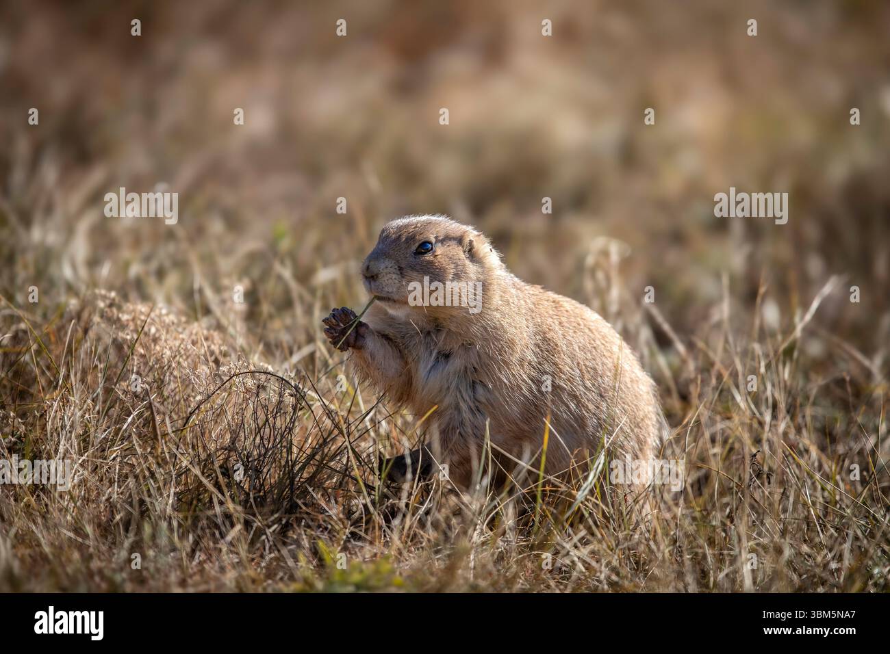 I cani della prateria dalla coda nera punteggiano il paesaggio intorno al devil's Tower National Monument nel Wyoming, Stati Uniti. Foto Stock
