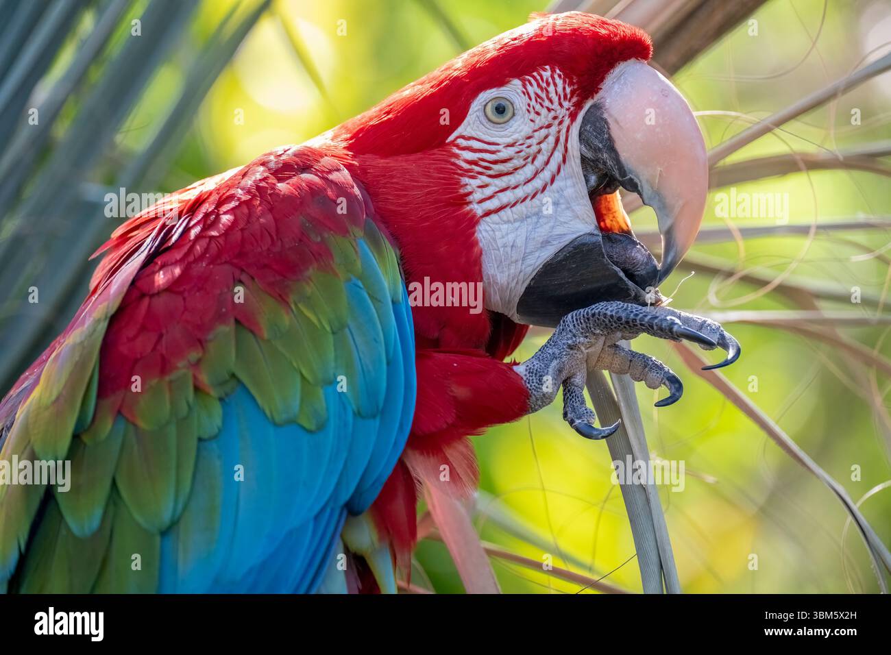 Red and Green Macaw (Ara chloropterus), Florida, USA di Dominique Braud/Dembinsky Photo Assoc Foto Stock