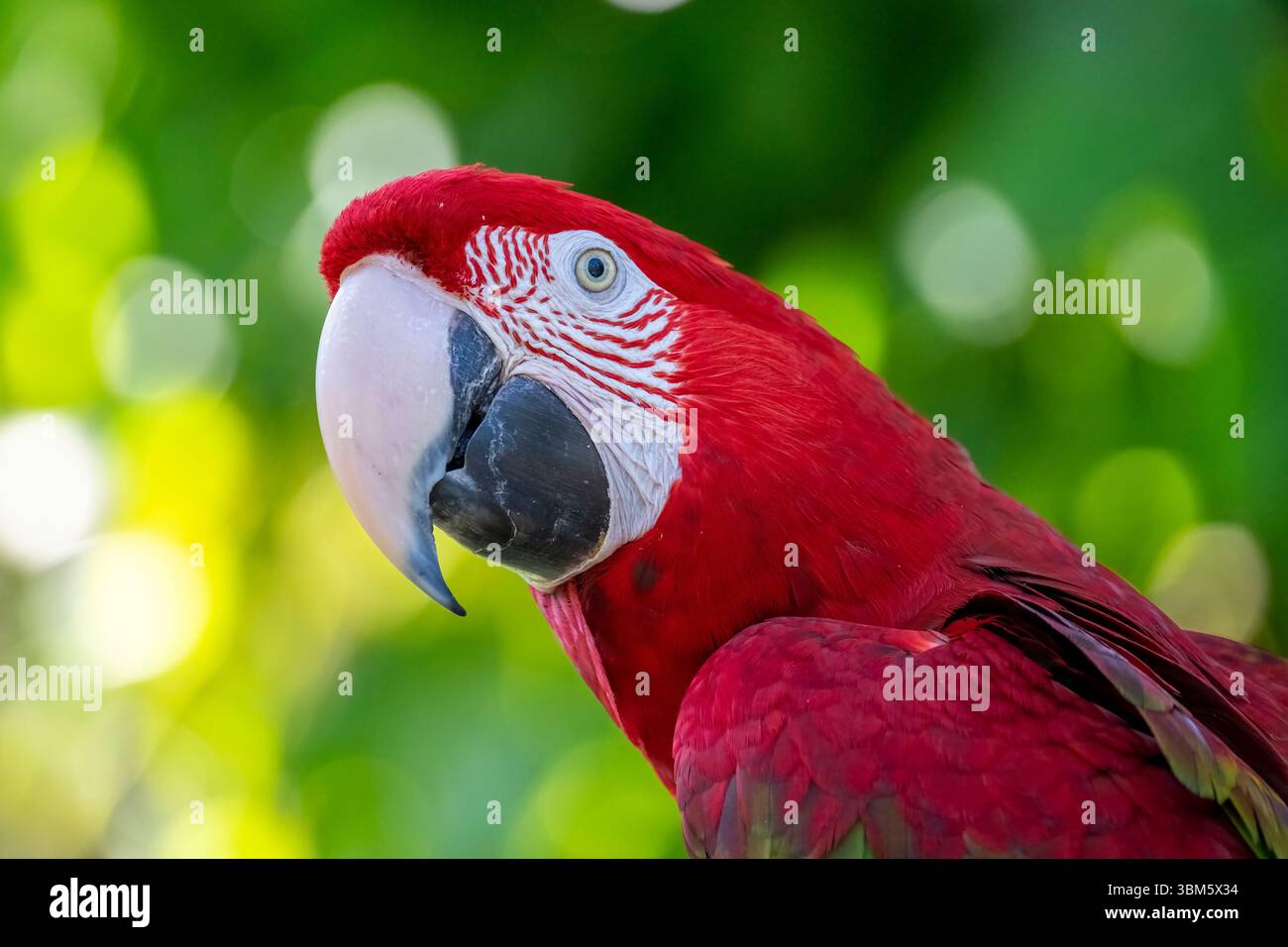 Red and Green Macaw (Ara chloropterus), Florida, USA di Dominique Braud/Dembinsky Photo Assoc Foto Stock