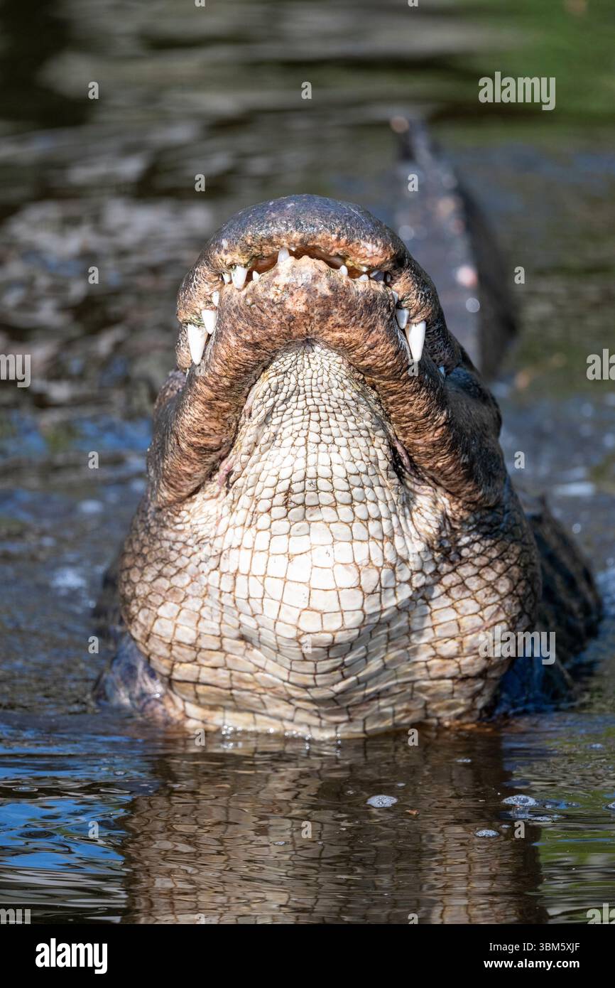 American Alligator with head Raised (Alligator missippiensis) Florida, USA, by Dominique Braud/Dembinsky Photo Assoc Foto Stock