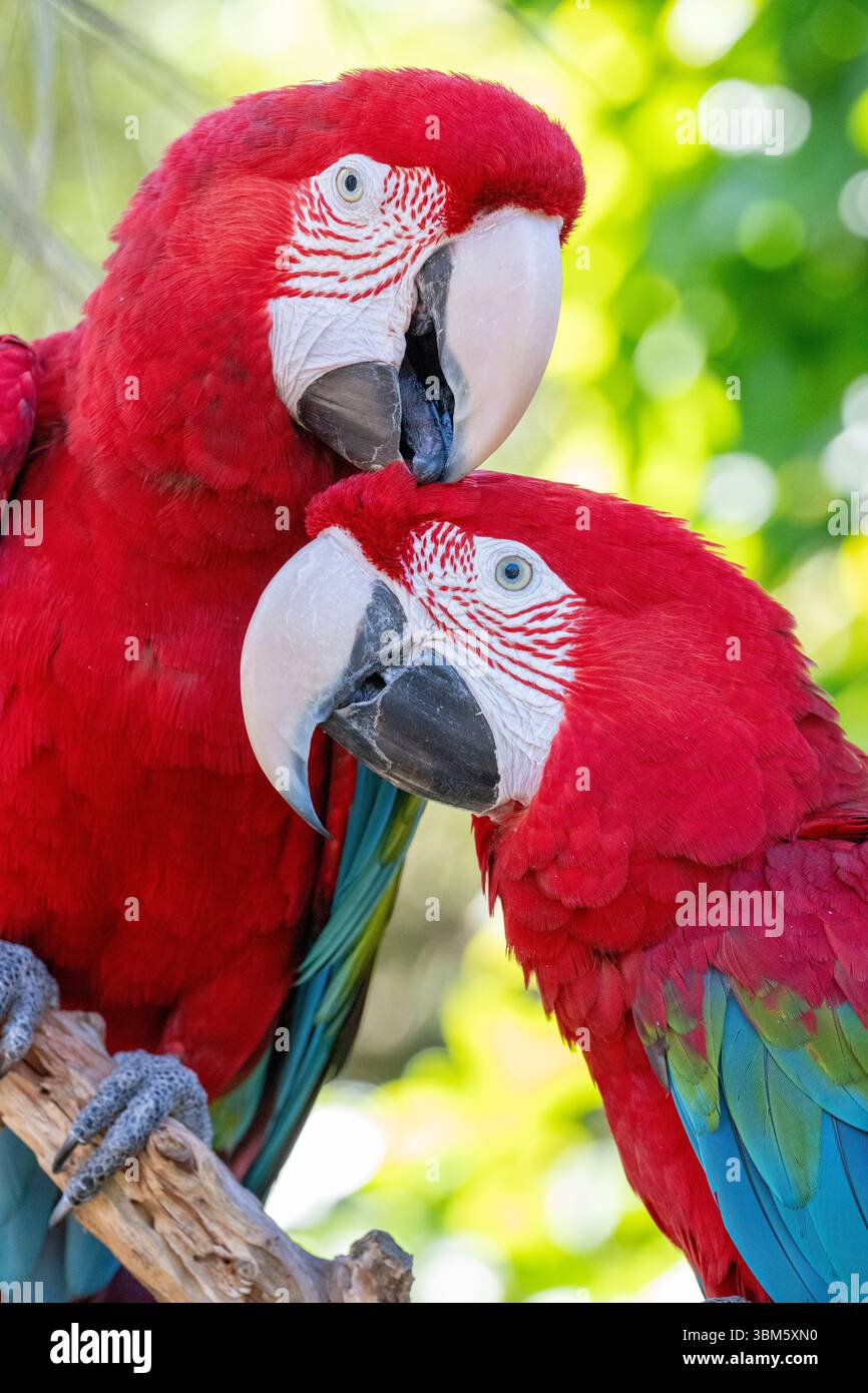 Coppia di Red and Green Macaw (Ara chloropterus), Florida, USA di Dominique Braud/Dembinsky Photo Assoc Foto Stock