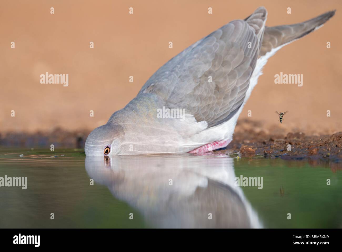 Colomba bianca che beve dal laghetto (Leptotila verreauxi) , Texas, USA, di Dominique Braud/Dembinsky Photo Assoc Foto Stock