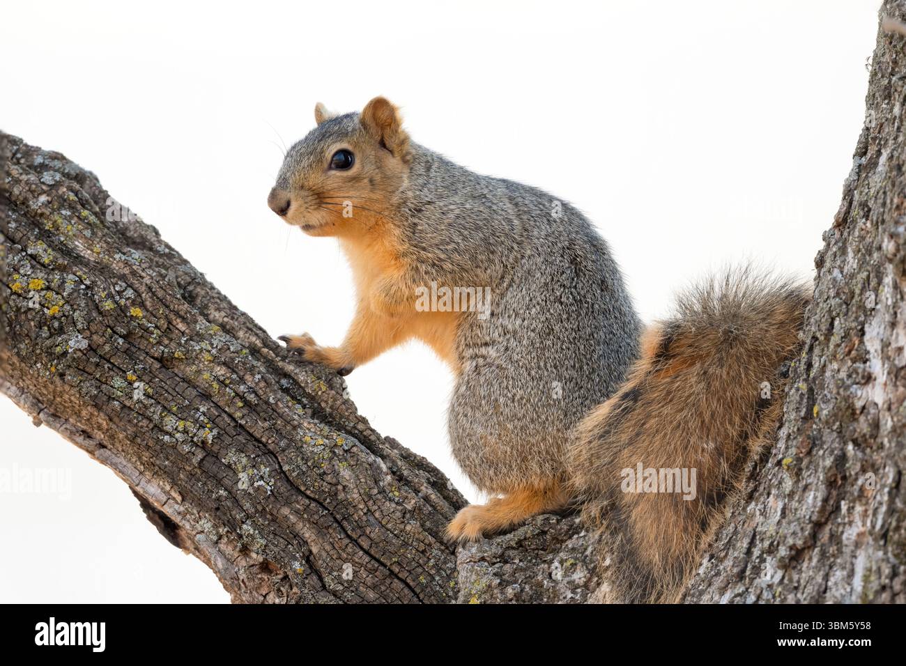 Fox Squirrel seduto nell'albero (Sciurus niger) e USA by Dominique Braud/Dembinsky Photo Assoc Foto Stock