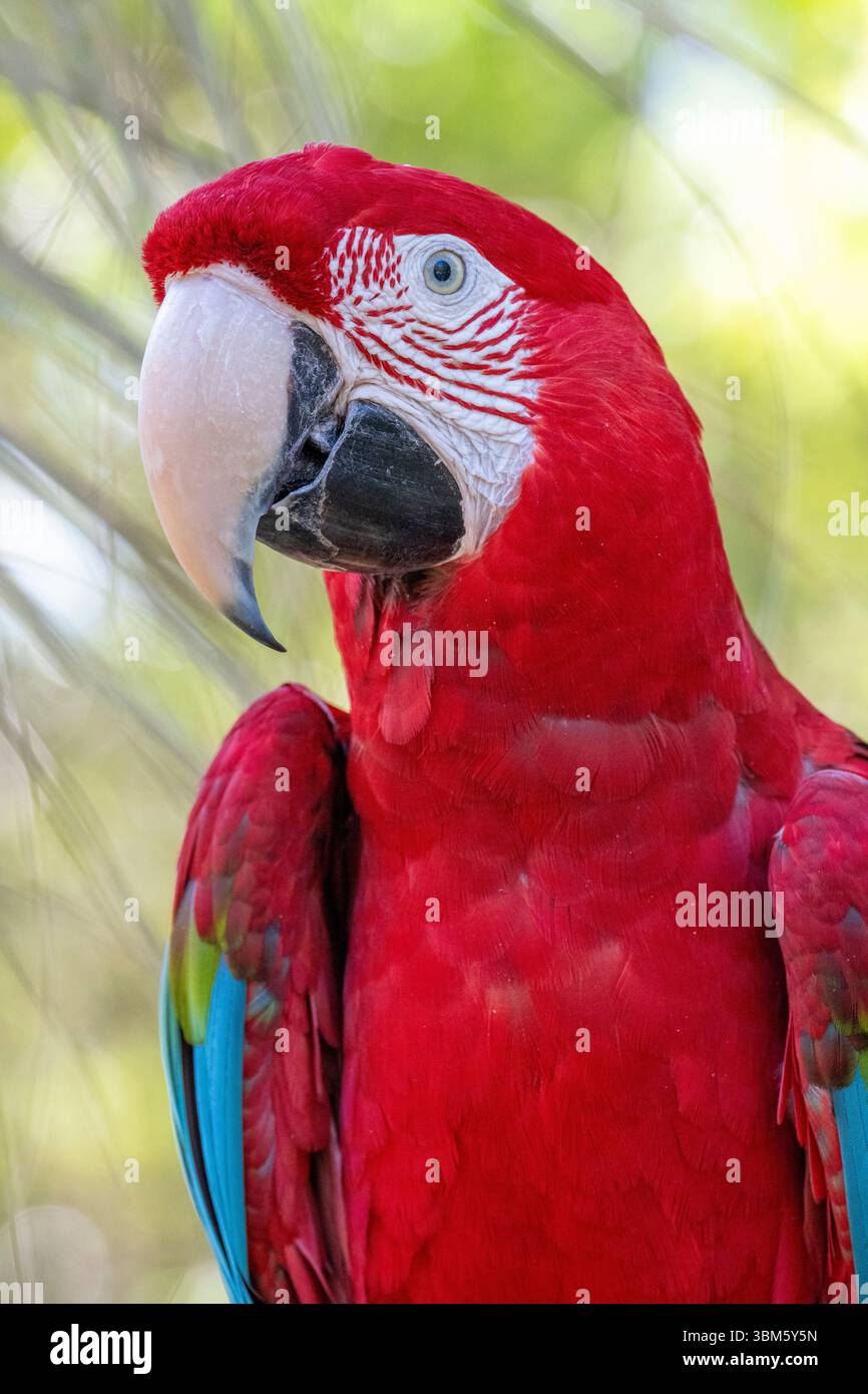 Red and Green Macaw (Ara chloropterus), Florida, USA di Dominique Braud/Dembinsky Photo Assoc Foto Stock