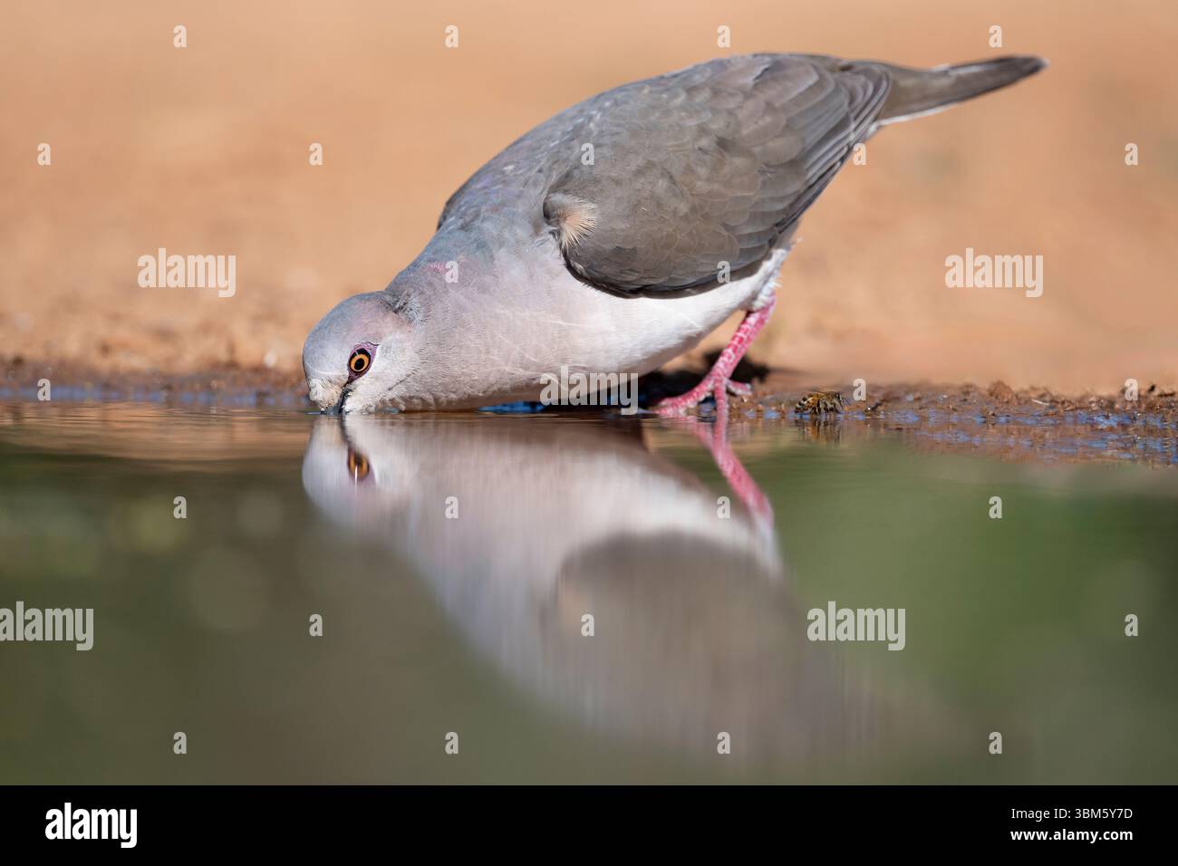 Colomba bianca che beve dal laghetto (Leptotila verreauxi) , Texas, USA, di Dominique Braud/Dembinsky Photo Assoc Foto Stock