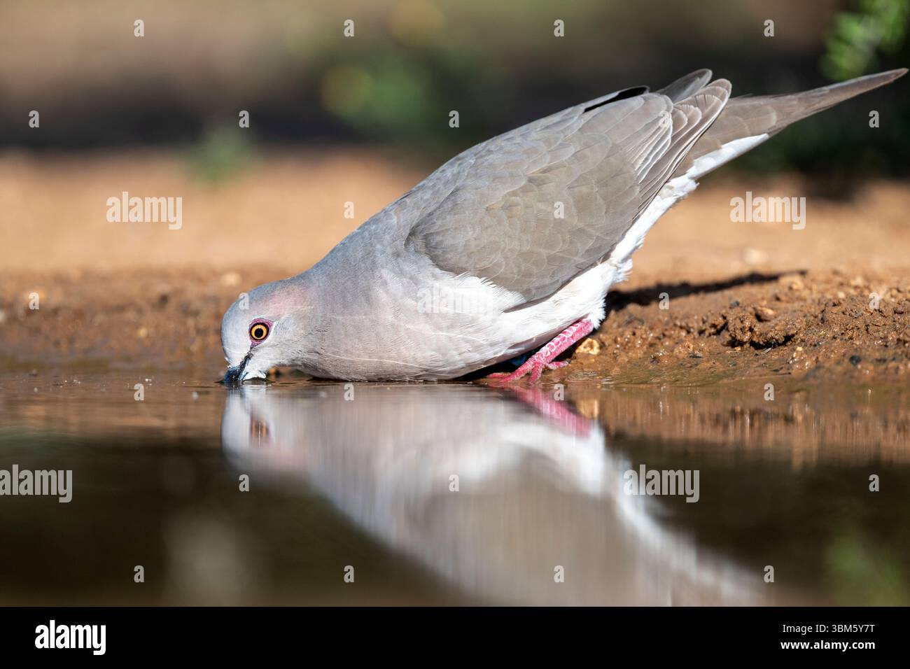 Colomba bianca che beve dal laghetto (Leptotila verreauxi) , Texas, USA, di Dominique Braud/Dembinsky Photo Assoc Foto Stock