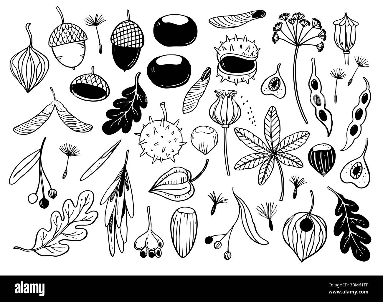 Grande serie di foglie autunnali, semi di alberi, ghiande e castagne. Illustrazione vettoriale monocromatica disegnata a mano. Illustrazione Vettoriale
