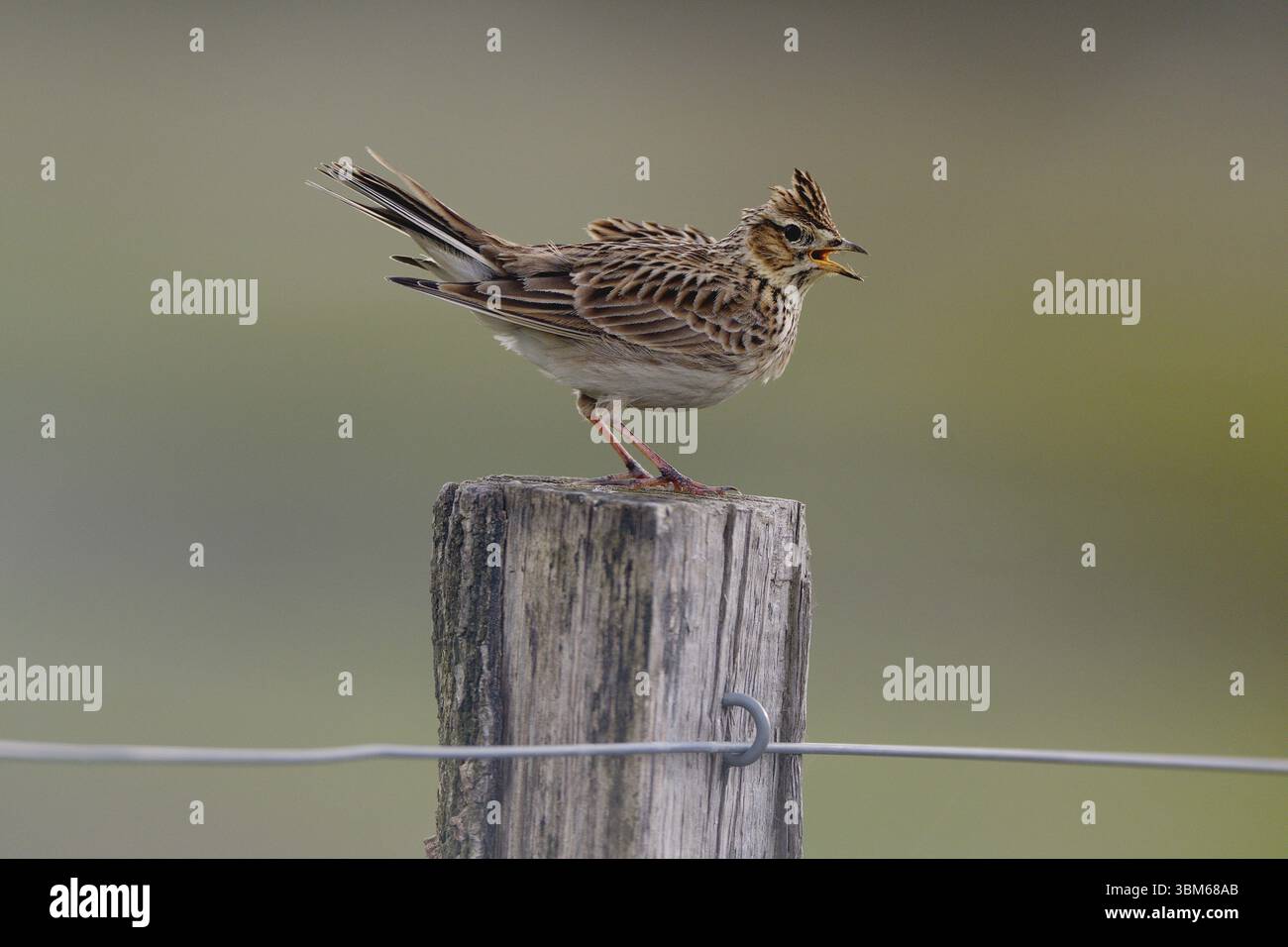 Scalogno strisciante (Alauda arvensis) su un palo di recinzione, basso Reno, Renania settentrionale-Vestfalia, Germania, Europa Foto Stock