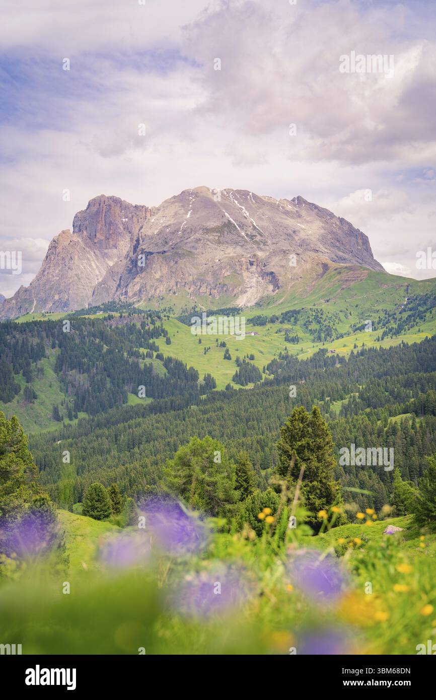 Panorama montano con fiori viola in primo piano e prati verdi, Alpe di Siusi, Dolomiti, alto Adige, Italia, Europa Foto Stock