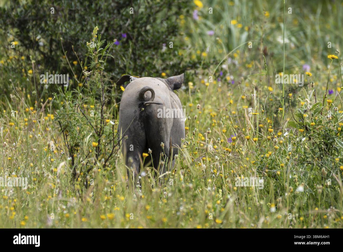 Allevamento di suini iberici in una foresta di lecci, nei pressi di Valverde del Camino, Campina Andevalo Commonwealth, Huelva, Andalusia, Spagna, Europa Foto Stock