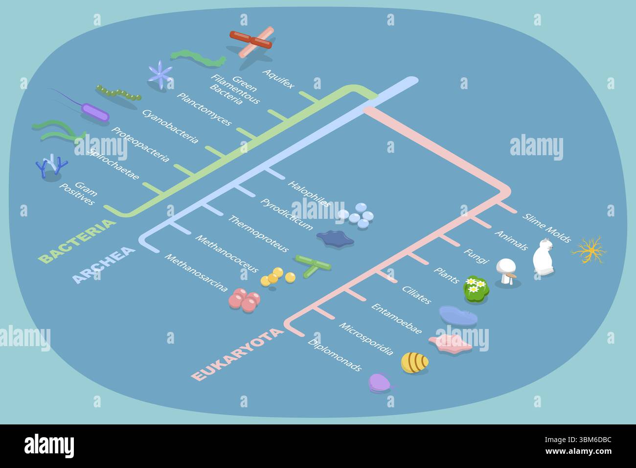 Illustrazione piatta isometrica 3D dell'albero filogenetico, diagramma educativo Foto Stock