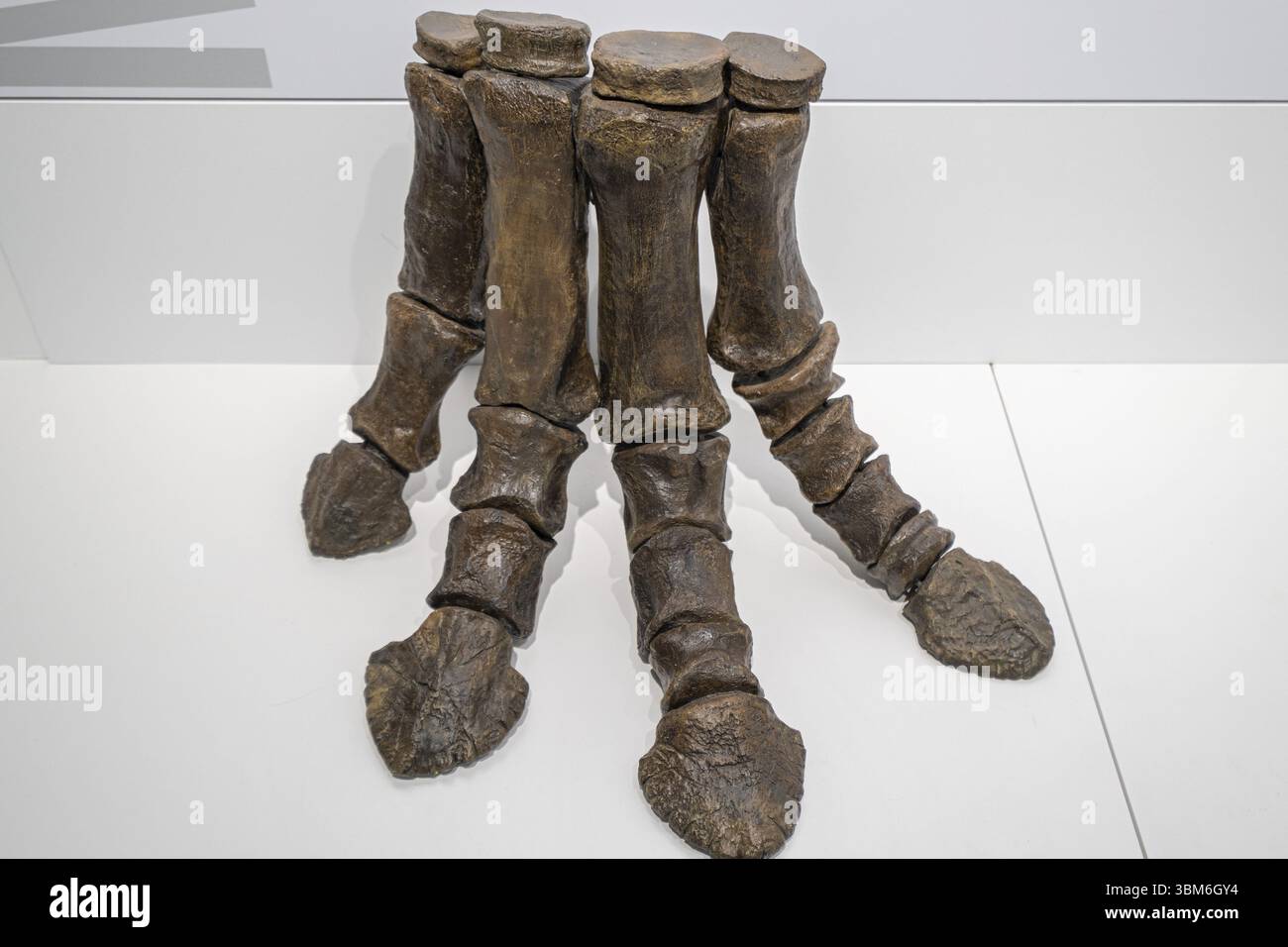 Triceratops Foot, Paleontological Center, Enciso, la Rioja, Spagna, Europa Foto Stock