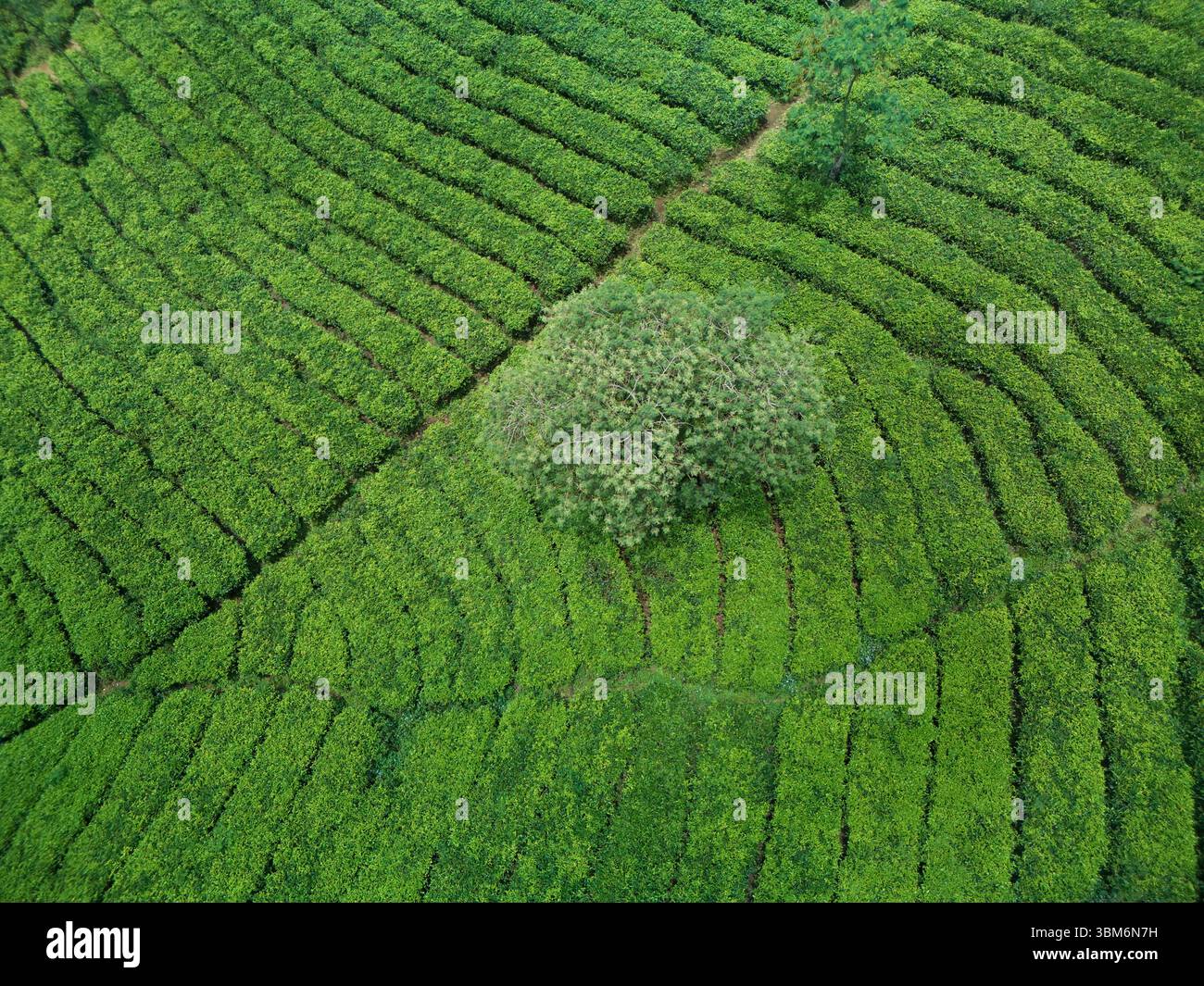 Piantagione di tè di Wonosari, vicino a Malang, Giava; Indonesia - aerea Foto Stock