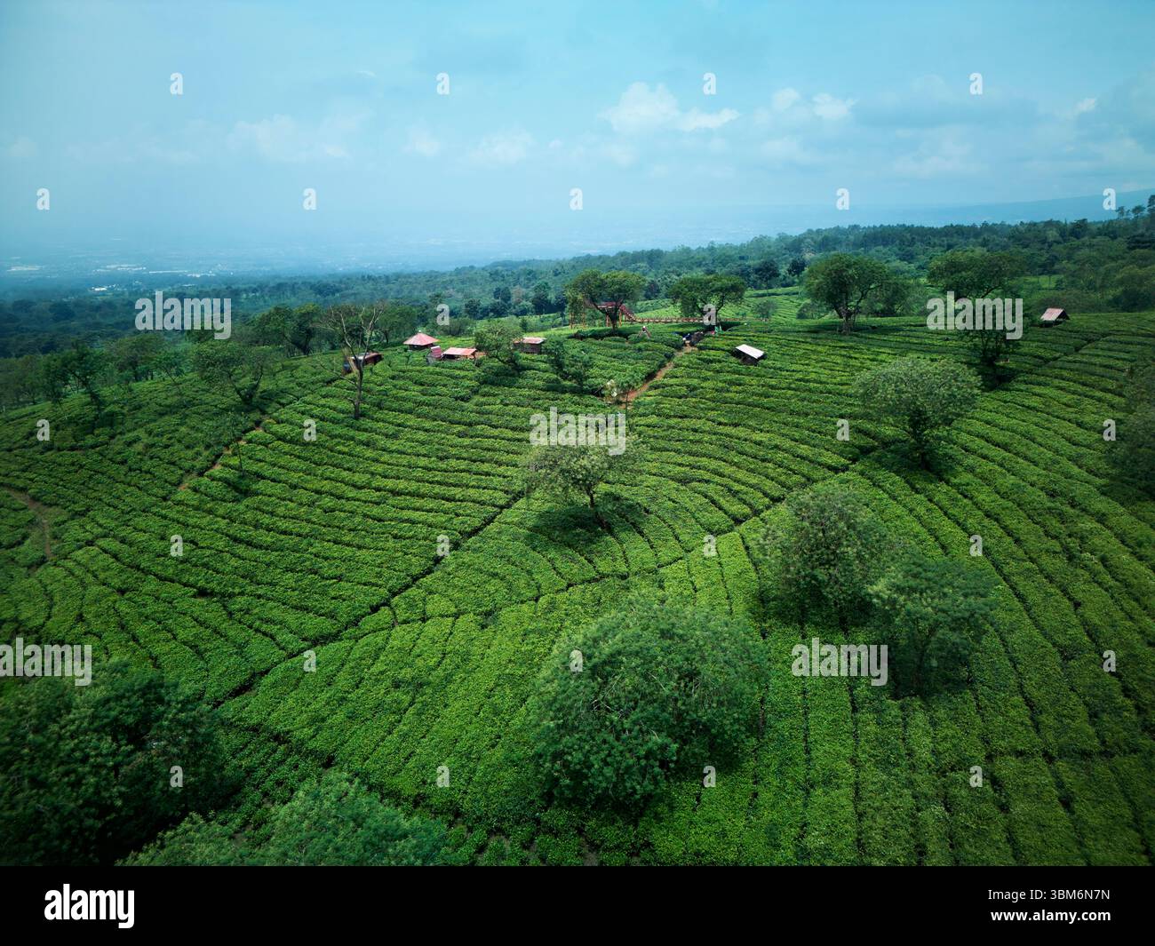 Piantagione di tè di Wonosari, vicino a Malang, Giava; Indonesia - aerea Foto Stock