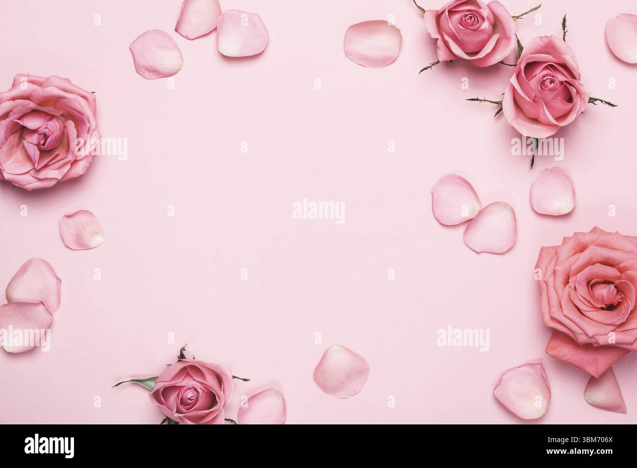Disposizione monocromatica di splendide rose. Le rose dei fiori sono impreziosite da uno sfondo rosa pastello. Festa della mamma, San Valentino, biglietto di auguri di compleanno Foto Stock