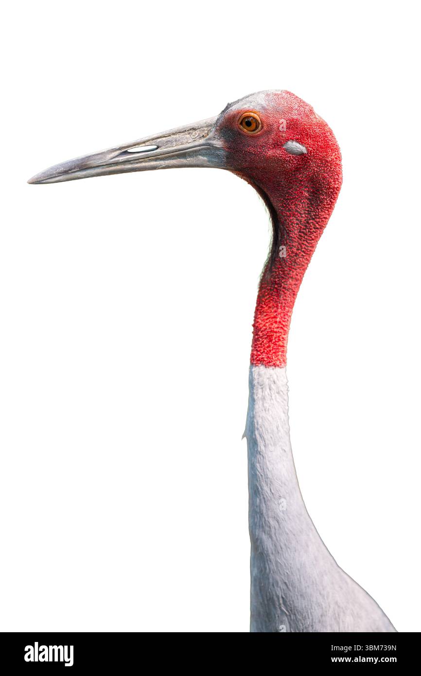 Primo piano della gru Sarus con testa rossa, collo lungo e corpo grigio, isolato su sfondo bianco, vista laterale dettagliata. Foto Stock