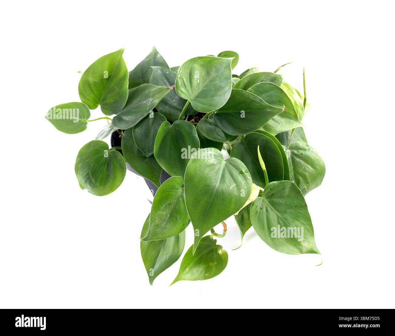 pothos verdi davanti a sfondo bianco Foto Stock