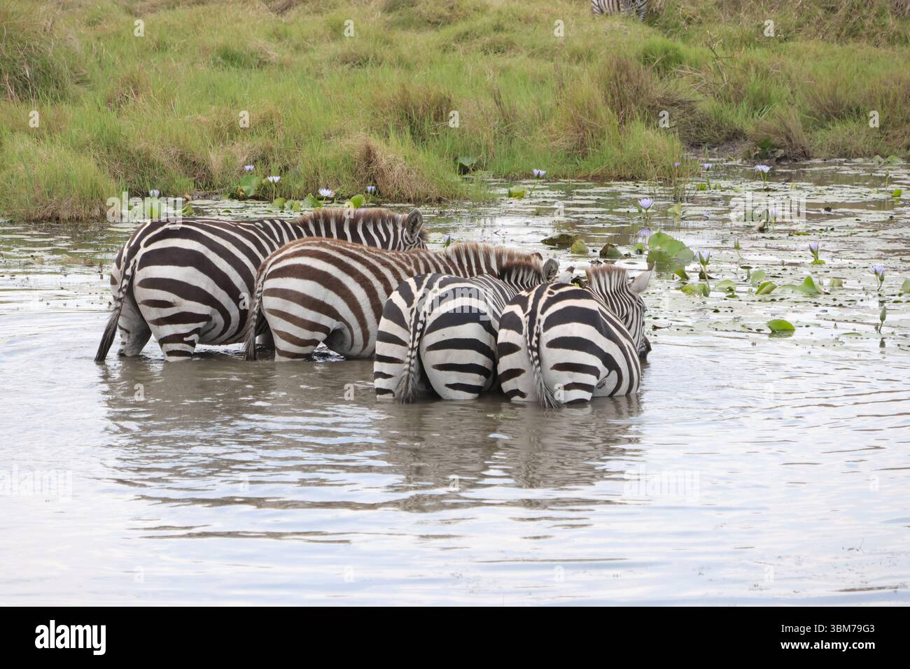 Bottoms Up Foto Stock