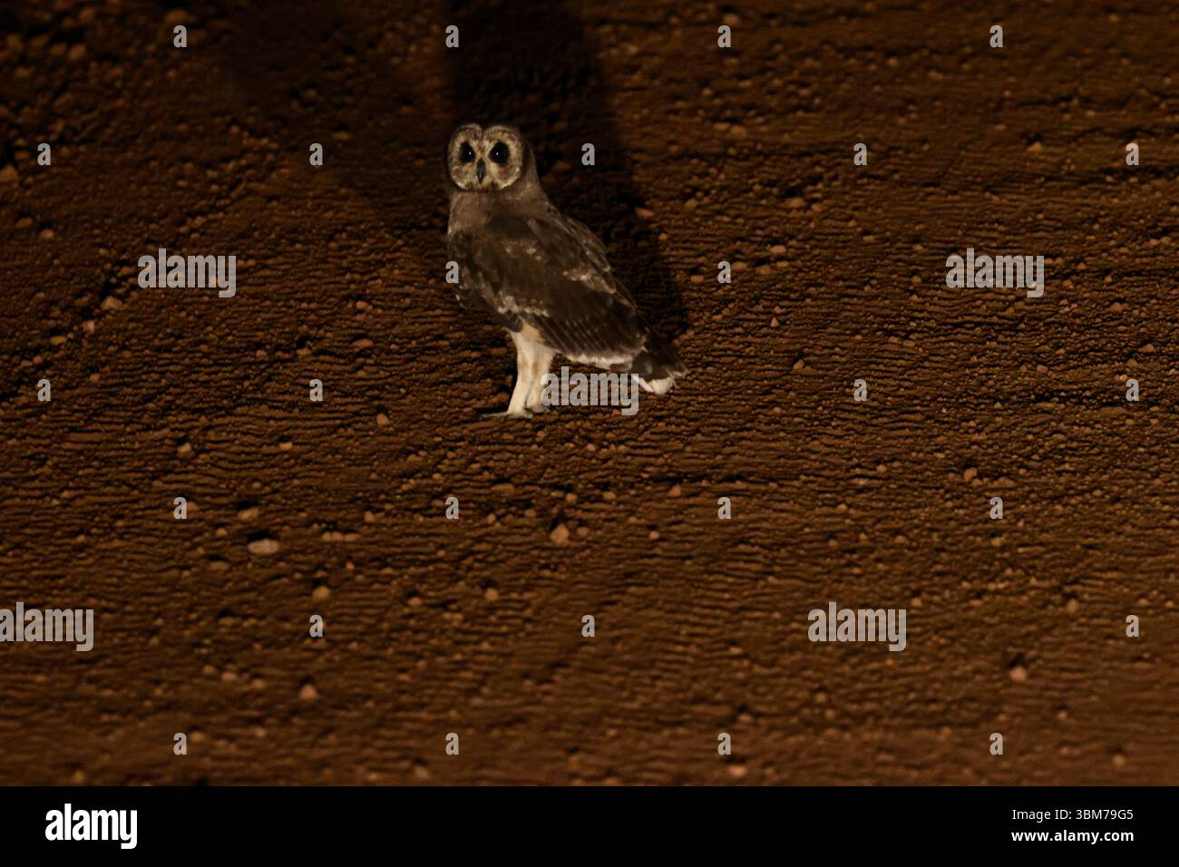 Kenyan Barn Owl Foto Stock
