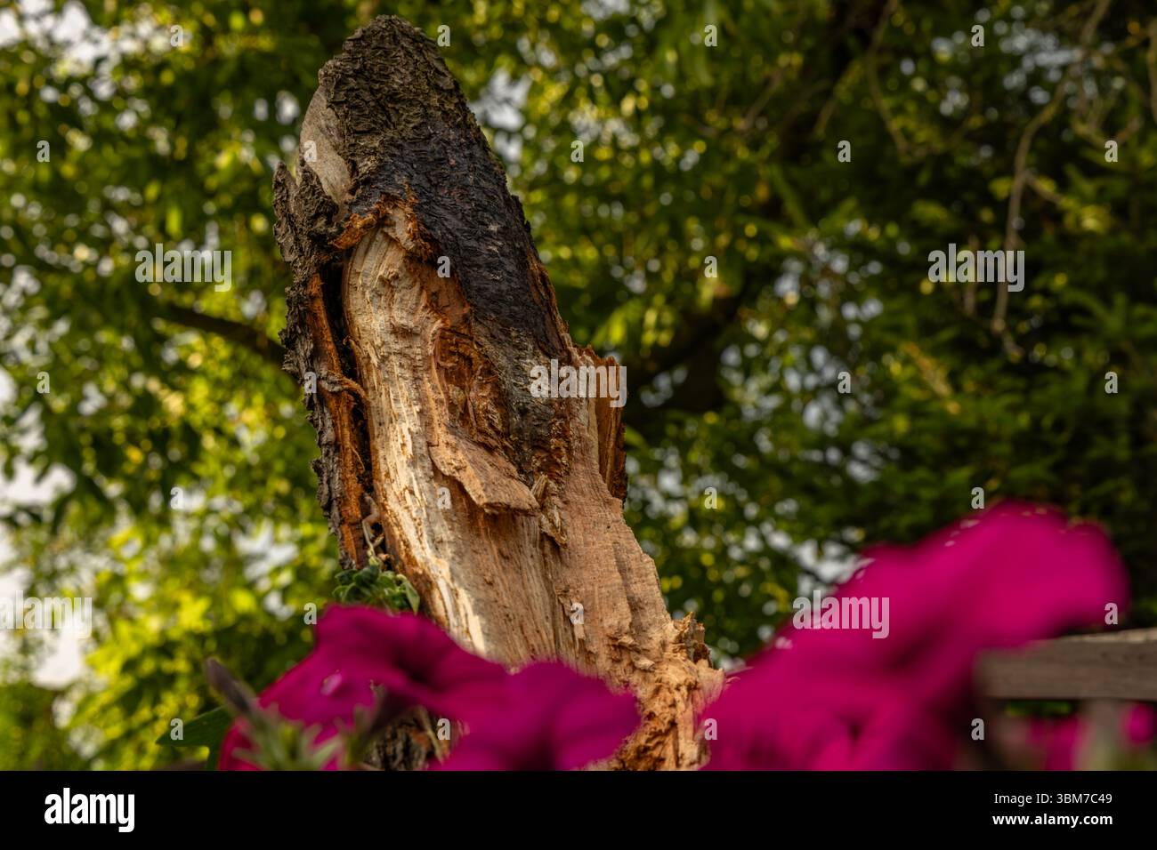 Albero carbonizzato dopo un fulmine durante la tempesta e la tempesta di vento, danni nel giardino e nel frutteto dopo la tempesta Foto Stock
