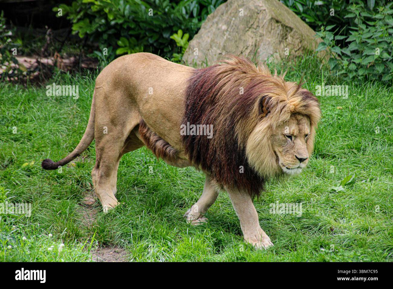Un leone in un prato Foto Stock