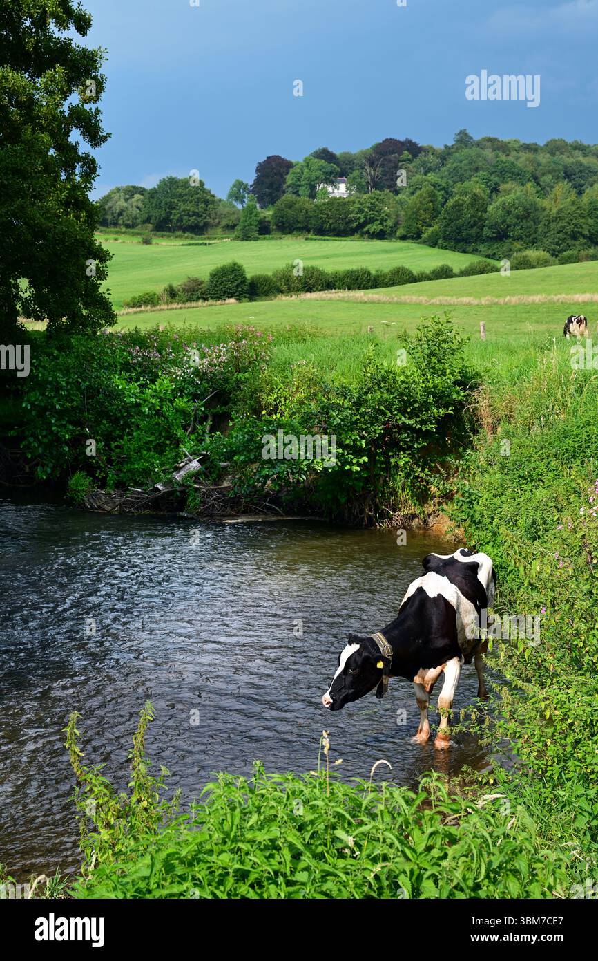 La mucca cerca di raffreddarsi nell'acqua di un torrente Foto Stock