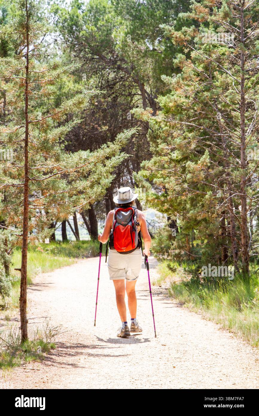 Donna che cammina lungo il percorso di pellegrinaggio spagnolo del Camino de Santiago, la via di San Giacomo attraverso le foreste di pini e si avvicina alla città di Logrono, la Rioja, Spagna Foto Stock