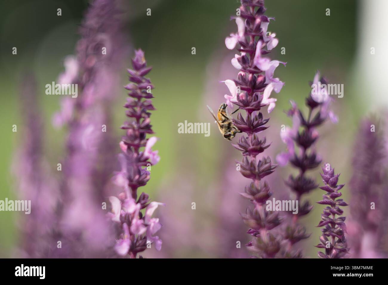 Un campo di lavanda si allunga in lontananza, con morbide sfumature viola che dominano l'immagine. La luce solare si filtra, evidenziando la delicata f Foto Stock