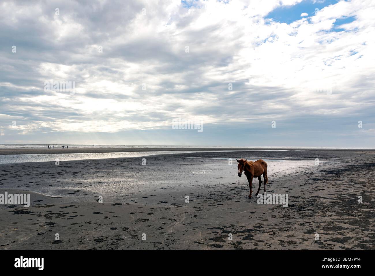 Un cavallo bruno si aggira attraverso una zona di sabbia bagnata sulla spiaggia durante la bassa marea. Il cielo è pieno di nuvole, creando un'atmosfera serena e tranquilla. Foto Stock